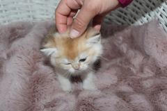Antalya’da Ömürlük Yuvasını Arayan Neşeli Köpek ( Başvuru yapmayınız)