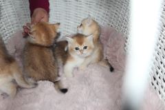 Bolu’da Sakin Bir Yuva Arayan Sevimli Kedi ( Başvuru yapmayınız)