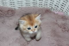 Çanakkale’de Yuva Arayan Sevimli Kedi ( Başvuru yapmayınız)