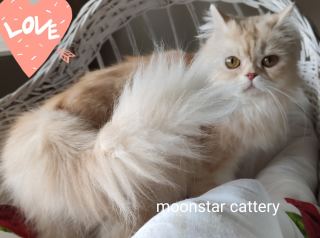 Gümüşhane’de Sakin Bir Eve Gidecek Sevimli Kedi ( Başvuru yapmayınız)