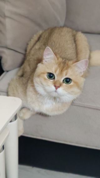 Siirt’te Yeni Evine Alışacak Sevimli Kedi ( Başvuru yapmayınız)
