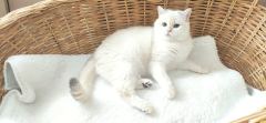 Zonguldak’ta Sıcak Bir Eve Gitmesini İstediğimiz Kedi ( Başvuru yapmayınız)