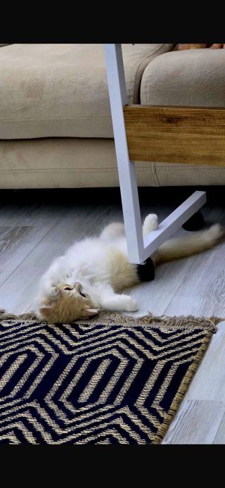 🐾 Scottish Fold Long Hair