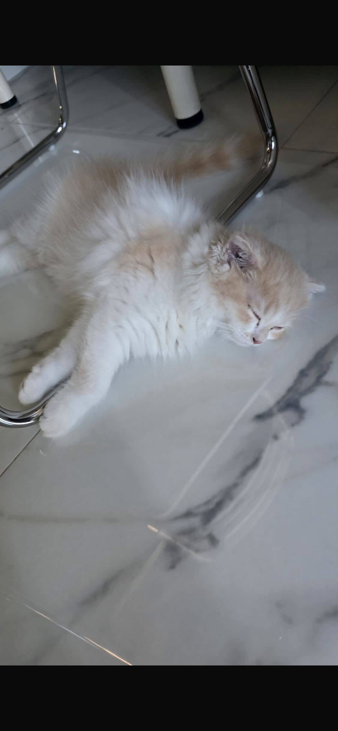 🐾 Scottish Fold Long Hair
