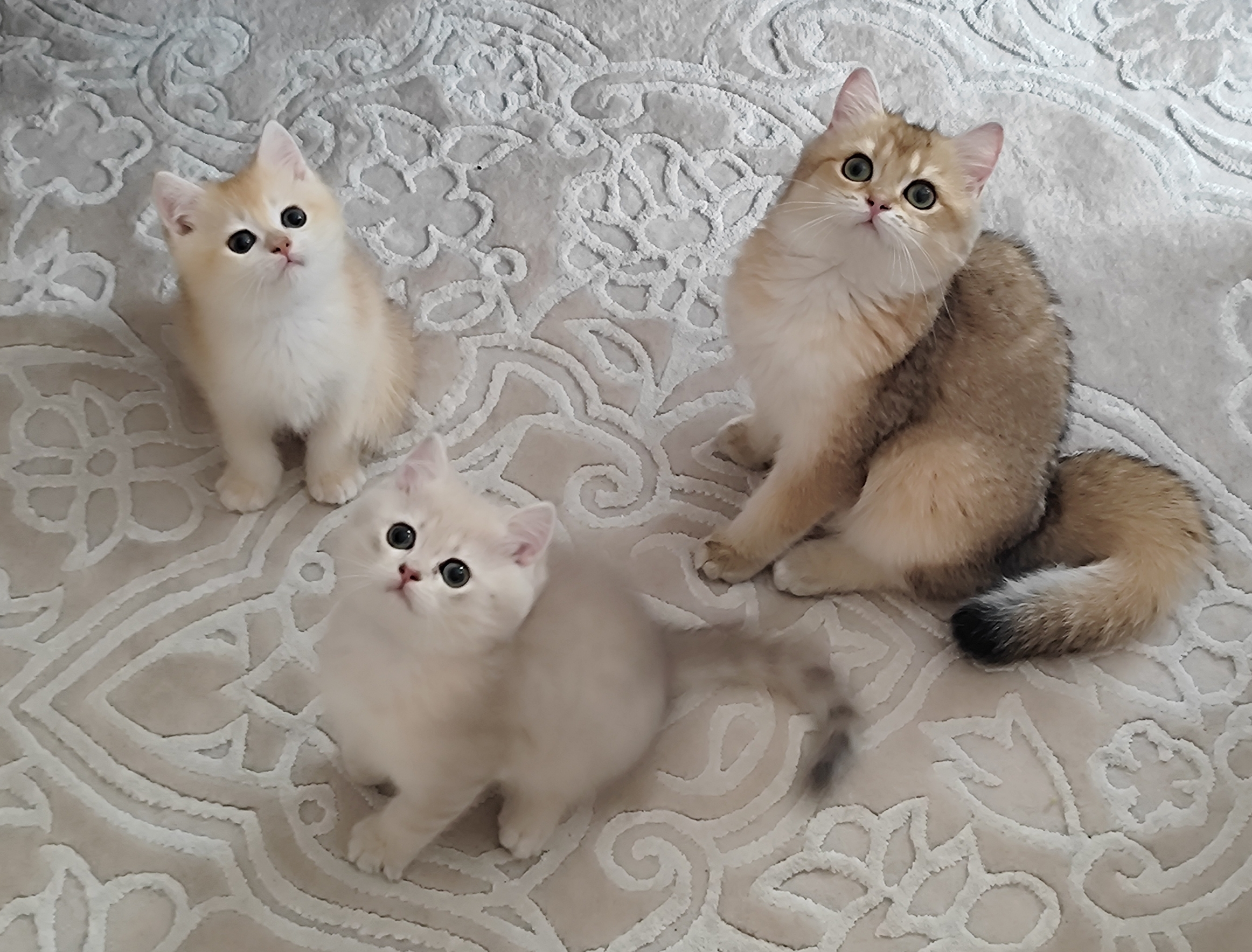 Full şecere Golden