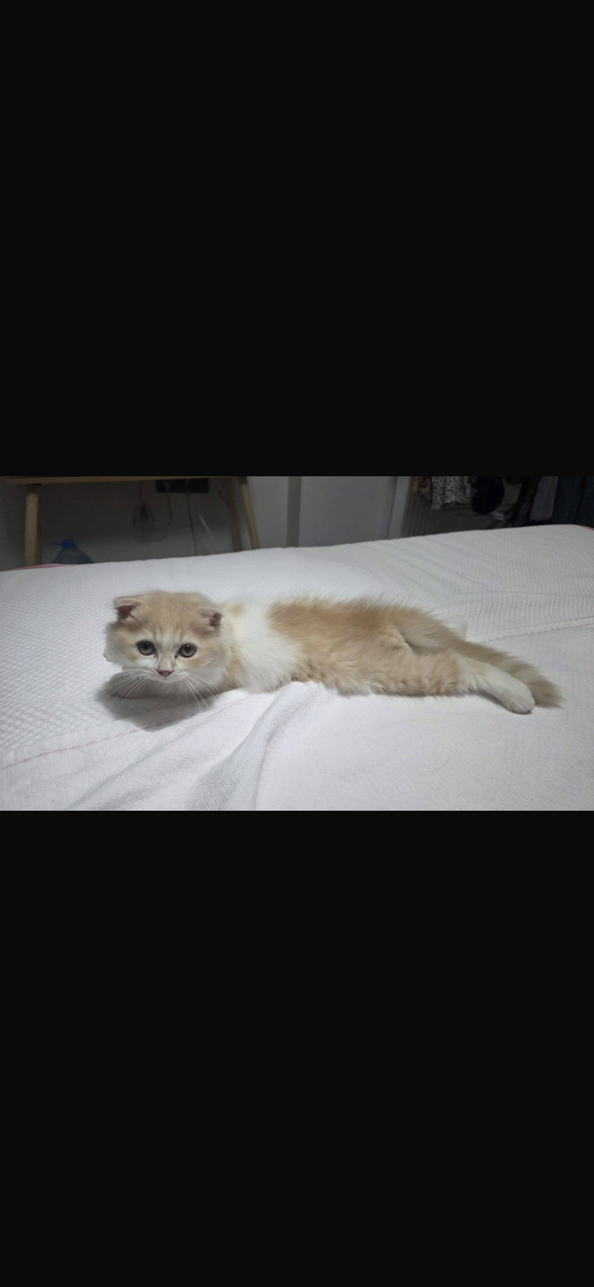 🐾 Scottish Fold Long Hair
