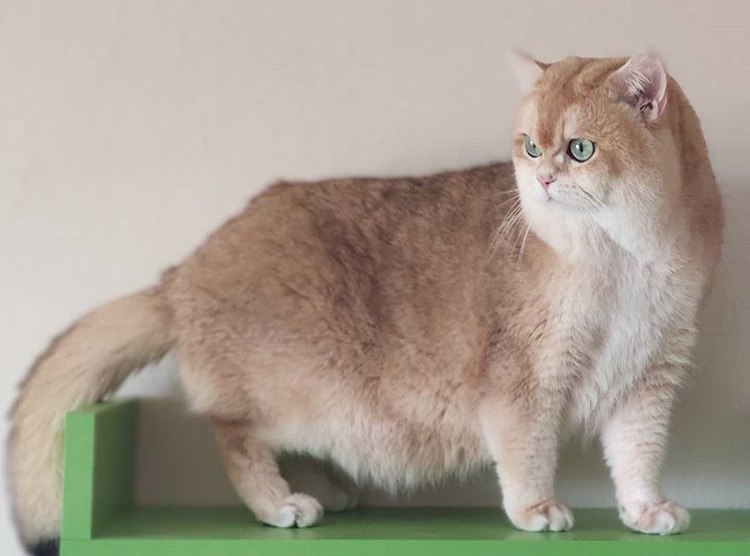 Elazığ’da Sevgi Dolu Bir Eve Gidecek Kedi