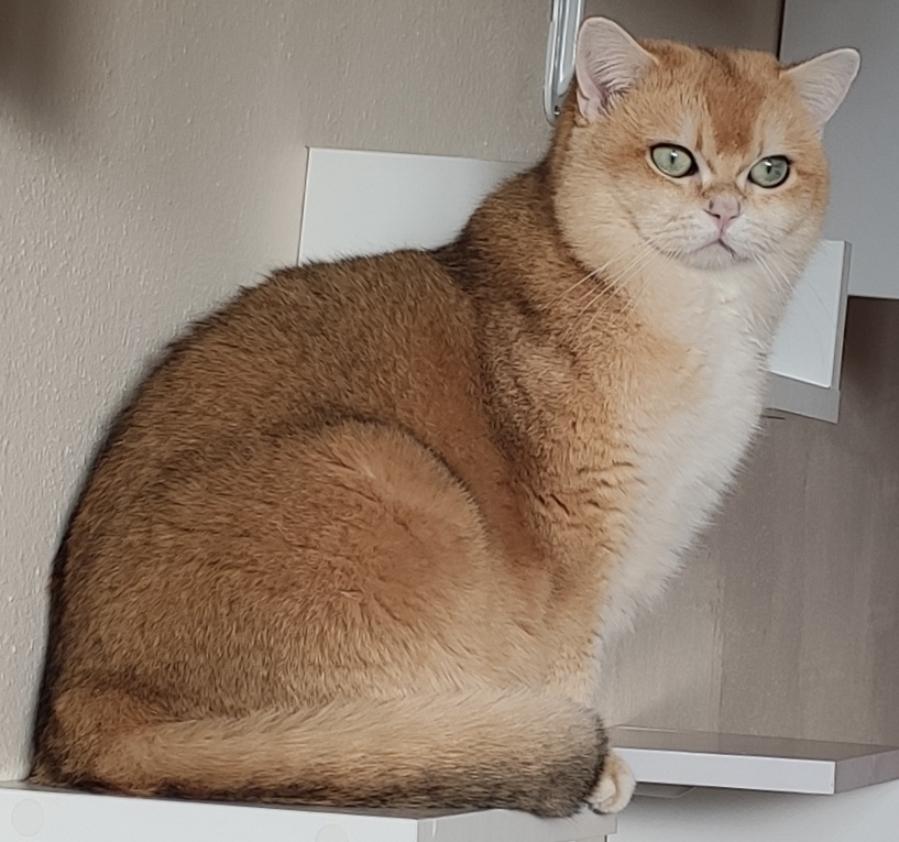 Kırklareli’nde Sevgi Göreceği Bir Yuva Arayan Köpek