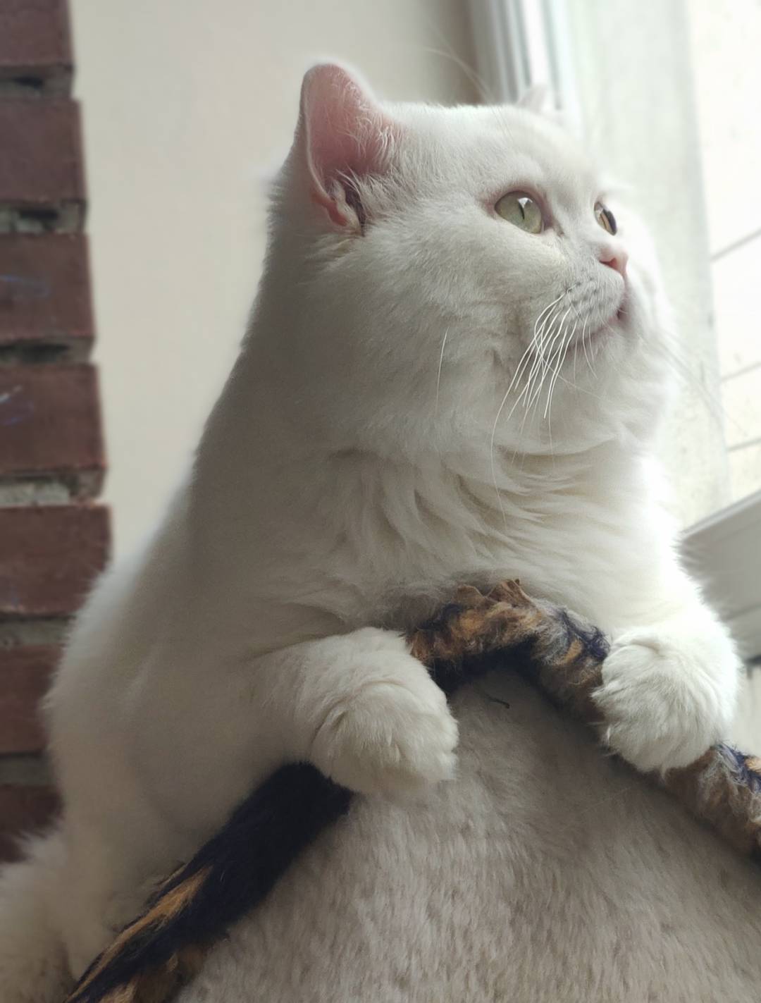 Niğde’de Özenle Bakılacak Bir Yuva Arayan Kedi
