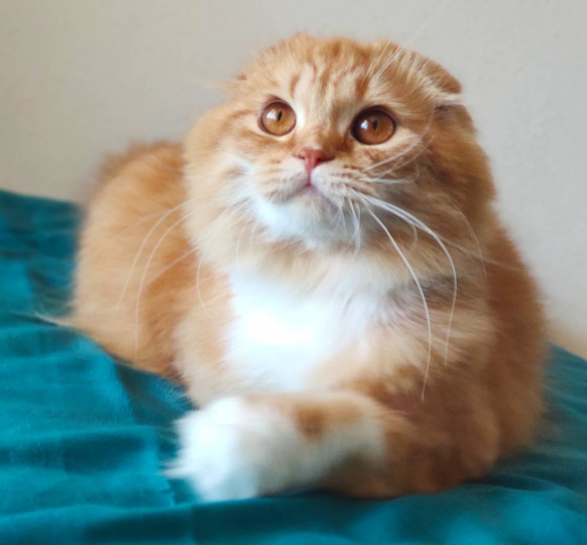 Ordu’da Sevgiyle Sahiplenilecek Sevimli Kedi