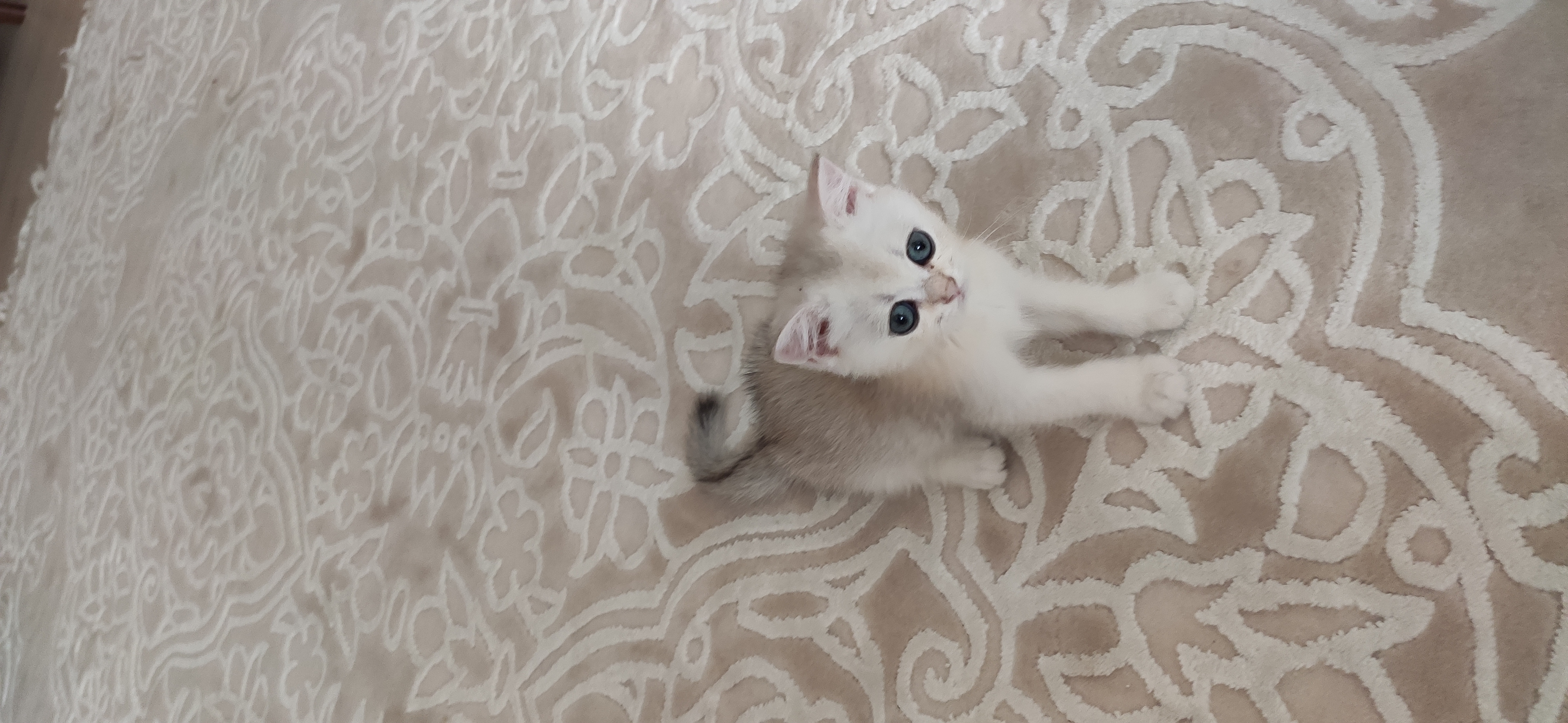 Tokat’ta Yeni Ailesini Bekleyen Sevecen Köpek