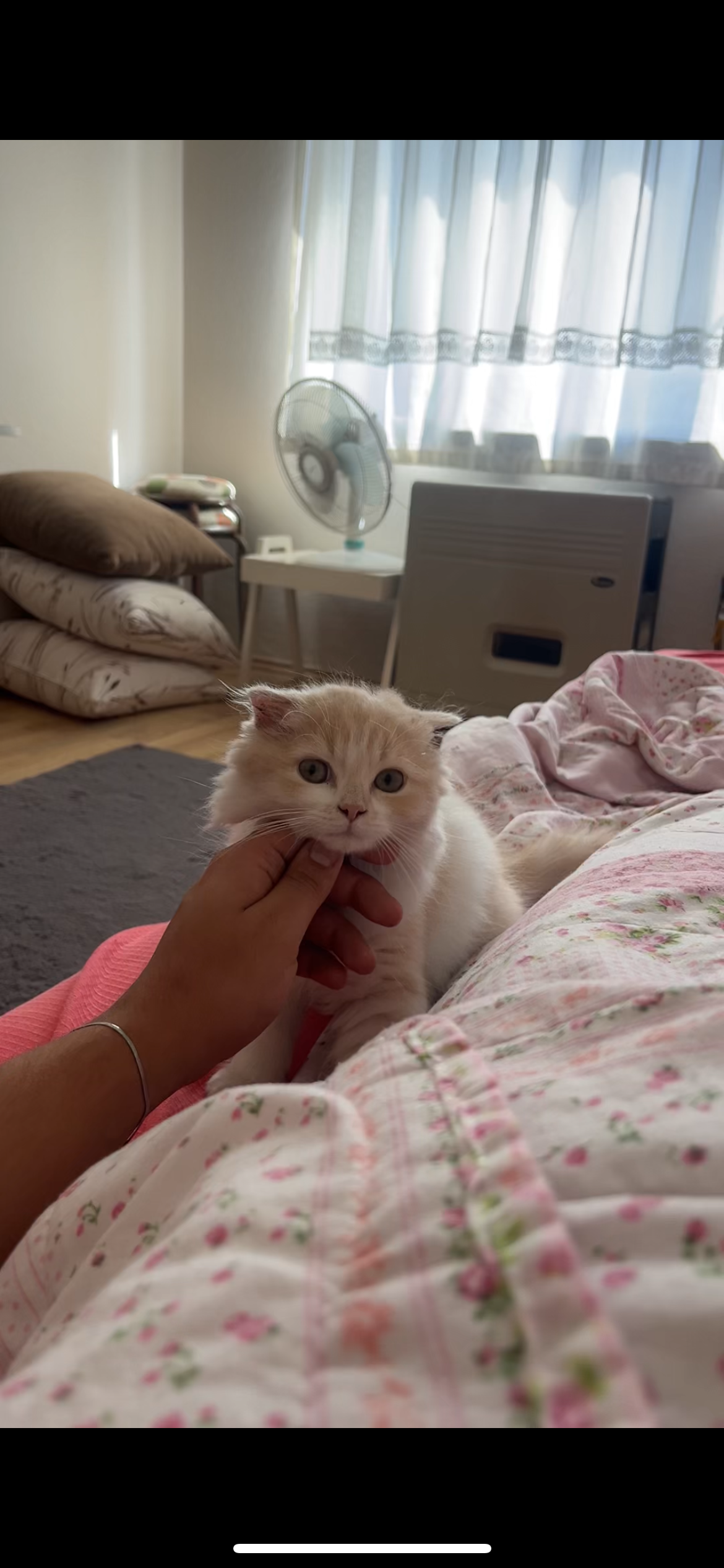 🐾 Scottish Fold Long Hair